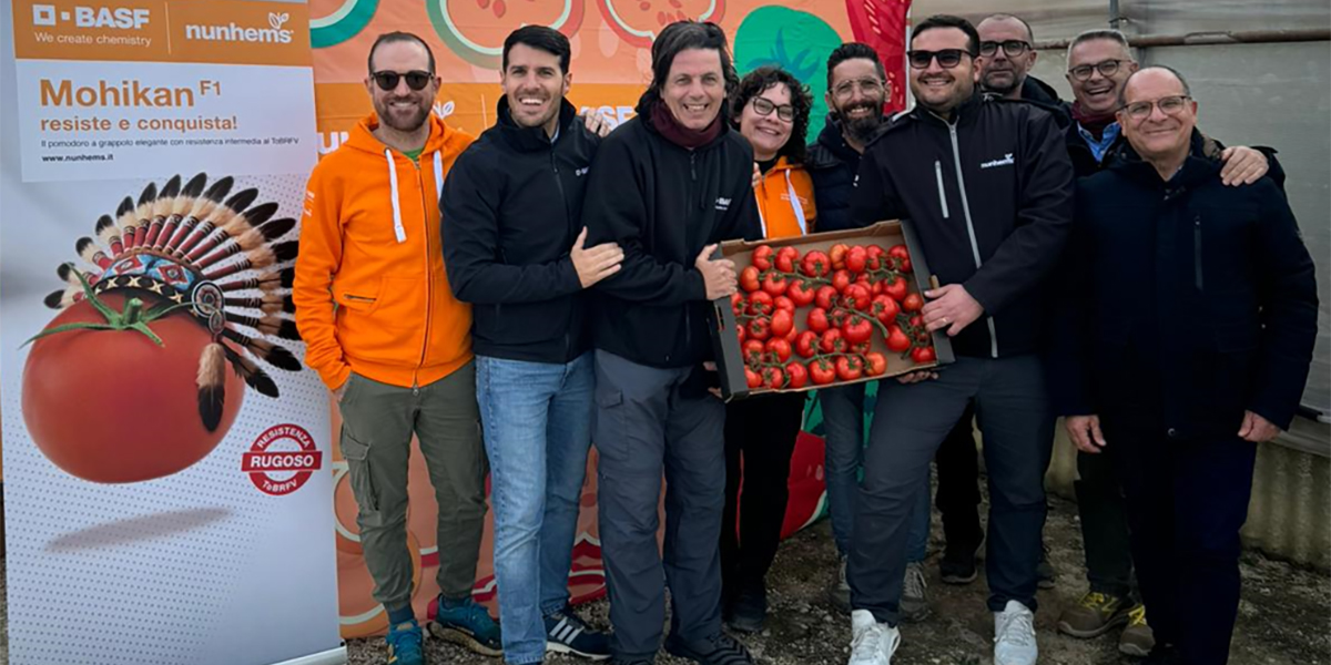 Mohikan F1: il pomodoro a grappolo di BASF | Nunhems campione di resistenze